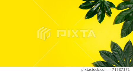 Tropical leaves isolated on yellow background. Design for sales Tropical leaves isolated on yellow background. Design for sales 71587371