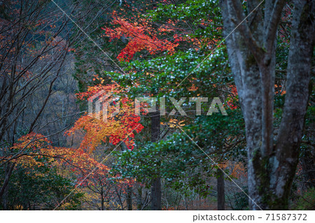 Autumn leaves scenery of Yusuikyo Autumn leaves scenery of Yusuikyo 71587372