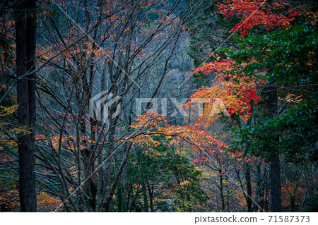 Autumn leaves scenery of Yusuikyo 71587373