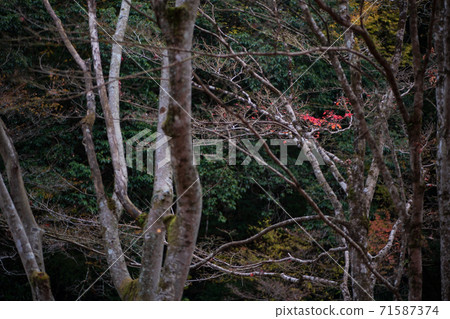 Autumn leaves scenery of Yusuikyo Autumn leaves scenery of Yusuikyo 71587374