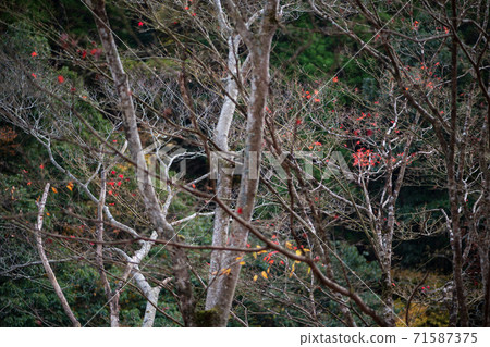 Autumn leaves scenery of Yusuikyo Autumn leaves scenery of Yusuikyo 71587375