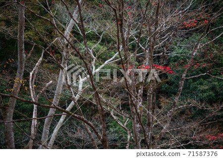 Autumn leaves scenery of Yusuikyo Autumn leaves scenery of Yusuikyo 71587376