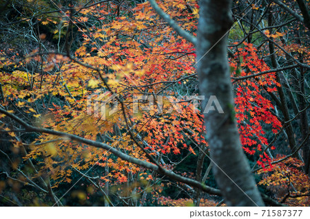 游水鄉秋葉之景 71587377