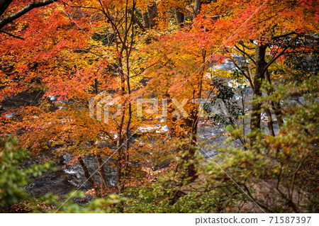 游水鄉秋葉之景 游水鄉秋葉之景 71587397