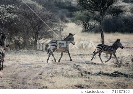Burchell's zebras in Namibia 71587503