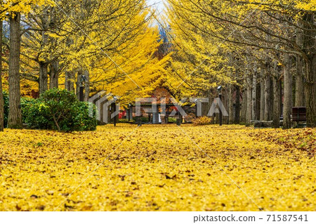 A row of ginkgo trees in Yamagata Prefectural Sports Park, a carpet of fallen leaves, Tendo City, Yamagata Prefecture 71587541