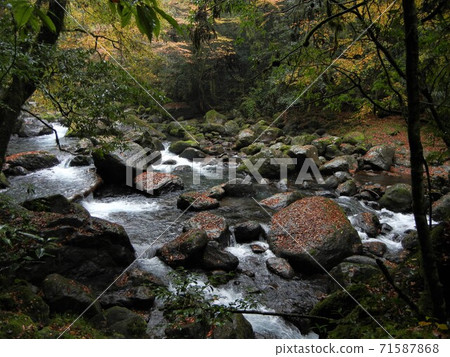 River scenery in Japan: Kikuchi River, autumn leaves and torrents in the Kikuchi Valley in Kumamoto Prefecture River scenery in Japan: Kikuchi River, autumn leaves and torrents in the Kikuchi Valley in Kumamoto Prefecture 71587868