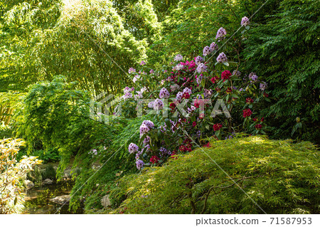 Spring blossoming in the park Spring blossoming in the park 71587953