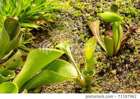 Beauty of tropical green plants in nature Beauty of tropical green plants in nature 71587962