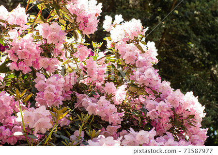 Azalea pink blossoming in park Azalea pink blossoming in park 71587977
