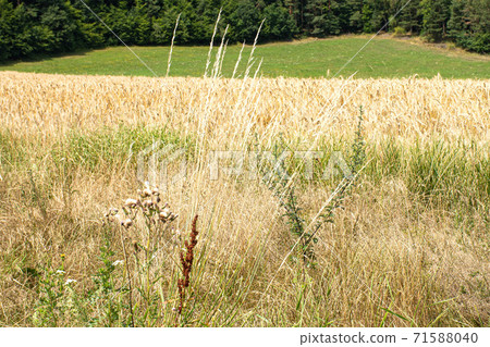 Beauty of golden wheat field Beauty of golden wheat field 71588040