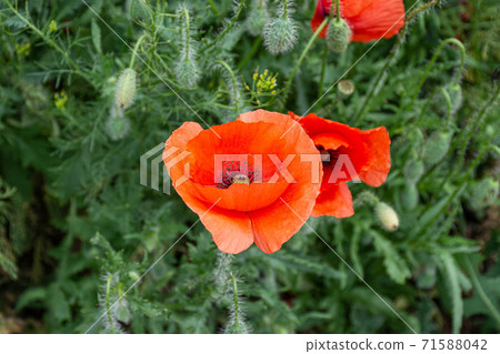 Red poppy flower in macro 71588042
