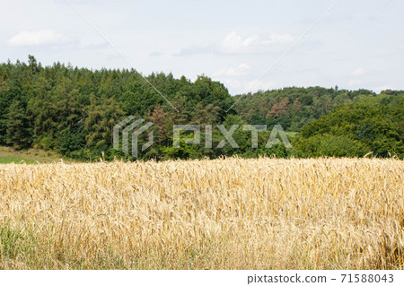 Beauty of golden wheat field and forest behind Beauty of golden wheat field and forest behind 71588043