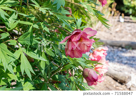Pink blooming peony flowers close-up Pink blooming peony flowers close-up 71588047