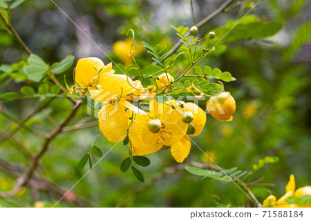 Bright yellow blossoming flowers close-up 71588184