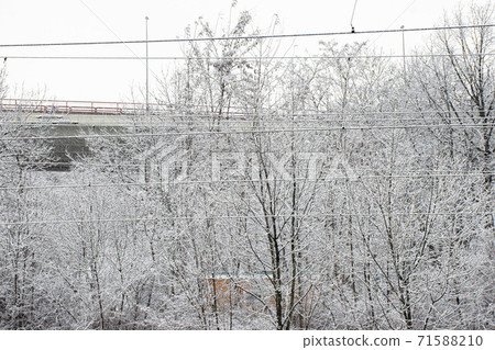 Bare trees in winter snow 71588210