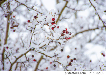 Winter snow on bare trees with red berries close-up Winter snow on bare trees with red berries close-up 71588216