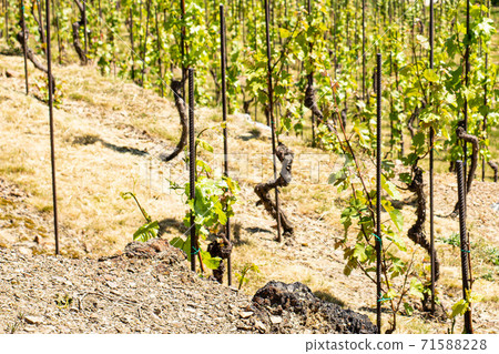 Beauty of young green grapevines 71588228