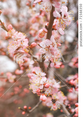 Close up view on cherry branches with blossoms on blurred background vertical Close up view on cherry branches with blossoms on blurred background vertical 71588350