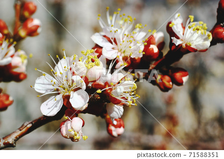 Close up view on cherry blossom with blurred background Close up view on cherry blossom with blurred background 71588351