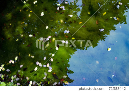 Fallen leaves and fruits floating in the pond 1 The pond with some leaves and fruits Fallen leaves and fruits floating in the pond 1 The pond with some leaves and fruits 71588442