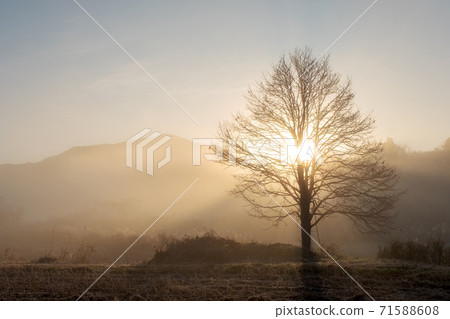 Image of dawn in late autumn 71588608