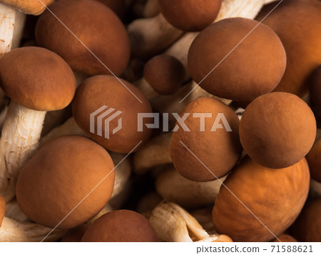 Poplar mushrooms Pholiota aegerita or pioppini 71588621