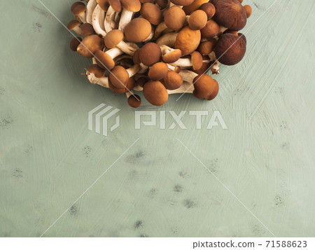 Poplar mushrooms Pholiota aegerita or pioppini Poplar mushrooms Pholiota aegerita or pioppini 71588623