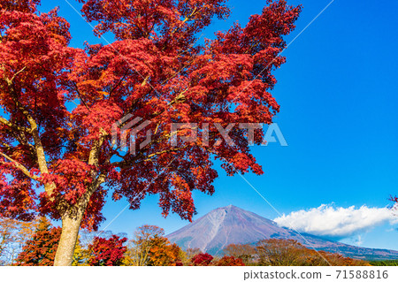 (靜岡縣)鮮紅的秋葉和富士山 (靜岡縣)鮮紅的秋葉和富士山 71588816