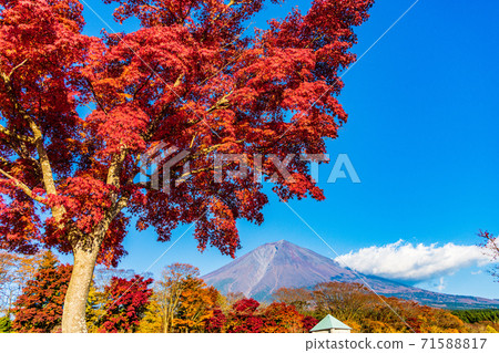 （靜岡縣）鮮紅的秋葉和富士山 71588817