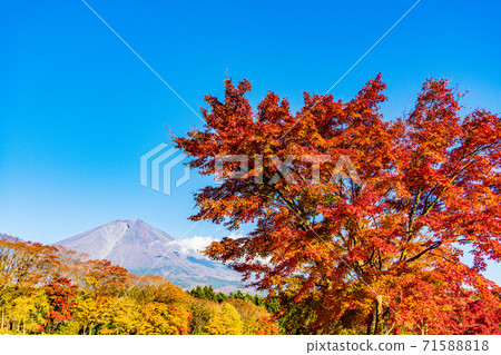 (靜岡縣)鮮紅的秋葉和富士山 (靜岡縣)鮮紅的秋葉和富士山 71588818