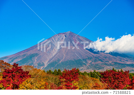 (靜岡縣)鮮紅的秋葉和富士山 (靜岡縣)鮮紅的秋葉和富士山 71588821