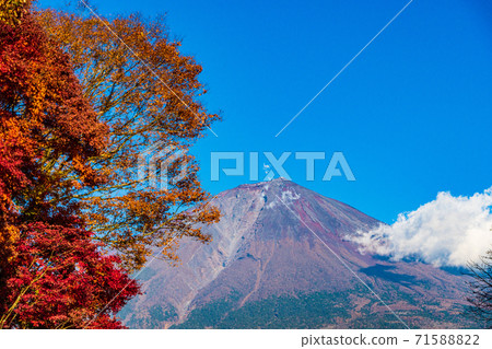 (靜岡縣)鮮紅的秋葉和富士山 (靜岡縣)鮮紅的秋葉和富士山 71588822