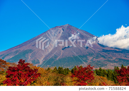 (Shizuoka Prefecture) Bright red autumn leaves and Mt. Fuji (Shizuoka Prefecture) Bright red autumn leaves and Mt. Fuji 71588824
