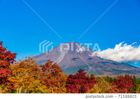 (靜岡縣)鮮紅的秋葉和富士山 (靜岡縣)鮮紅的秋葉和富士山 71588825