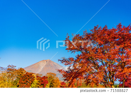 (Shizuoka Prefecture) Bright red autumn leaves and Mt. Fuji (Shizuoka Prefecture) Bright red autumn leaves and Mt. Fuji 71588827