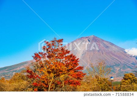 (Shizuoka Prefecture) Bright red autumn leaves and Mt. Fuji (Shizuoka Prefecture) Bright red autumn leaves and Mt. Fuji 71588834