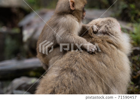 Japanese macaque, a child clinging to the back of a mother monkey Japanese macaque, a child clinging to the back of a mother monkey 71590457