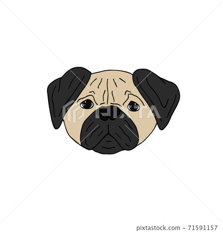 Vector hand drawn doodle colored pug dog face 71591157