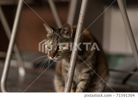 坐貓 坐貓 71591304