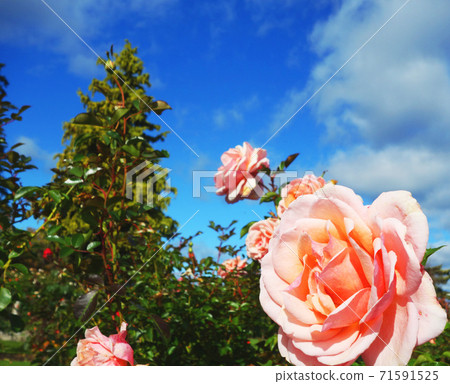 Pink rose blue sky Pink rose blue sky 71591525