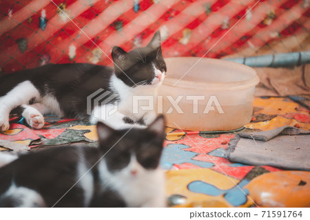 A street cute kitty in case for adoptation A street cute kitty in case for adoptation 71591764