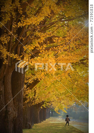 Great Ginkgo 71591818