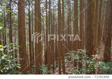 [大阪府]葛城山泉杉林 71591940