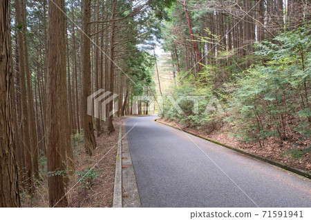 [大阪府]葛城山泉杉林 71591941