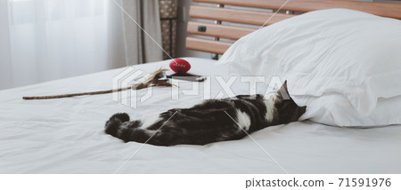 A beautiful  and cute ginger cats sleep on white bed 71591976