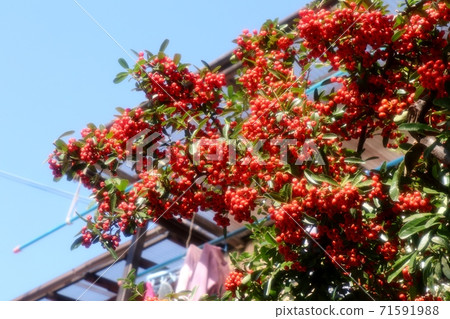 Nuts: Red fruits of Pyracanthas: Blue sky 71591988