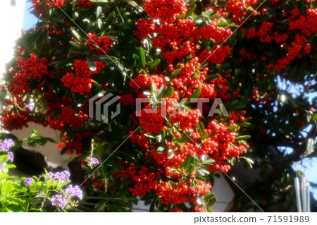Nuts: Red fruits of Pyracanthas: Blue sky Nuts: Red fruits of Pyracanthas: Blue sky 71591989