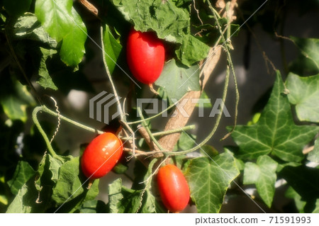 秋天的堅果:野草:烏鴉的紅色漿果 秋天的堅果:野草:烏鴉的紅色漿果 71591993