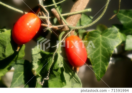 Autumn nuts: Wild grass: Red fruits of crow squirrel Autumn nuts: Wild grass: Red fruits of crow squirrel 71591994